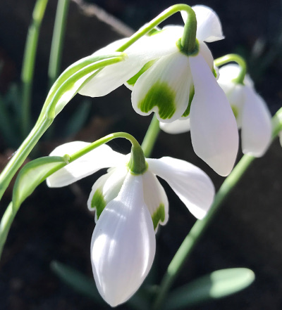 Galanthus 'Titania'